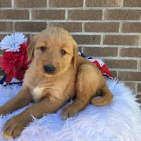 David, a male Golden Retriever for sale in Grabill, IN – 4 of 4