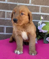 LaRose, a female Golden Retriever for sale in Grabill, IN – 4 of 4