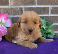 Kara , a female Golden Retriever for sale in Grabill, IN – 3 of 4