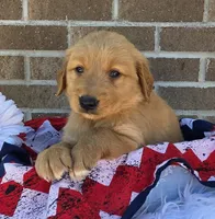 David, a male Golden Retriever for sale in Grabill, IN – 3 of 4