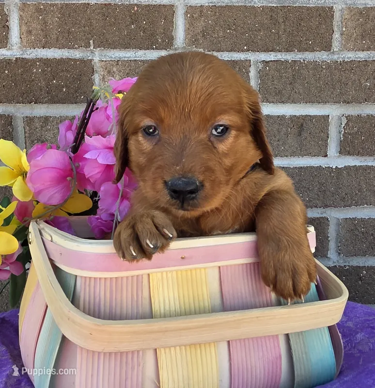 Bingo – Golden Retriever puppy for sale in Grabill, IN
