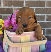 Bingo, a female Golden Retriever for sale in Grabill, IN – 1 of 4