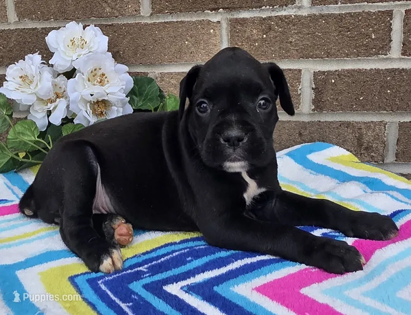 Blacky girl – Boxer puppy for sale in Grabill, IN