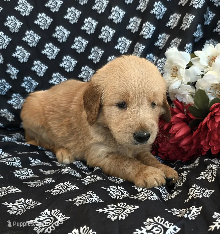 Solomon  – Golden Retriever puppy for sale in Grabill, IN