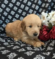 Solomon , a male Golden Retriever for sale in Grabill, IN – 1 of 3