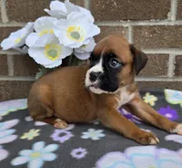 Sweetie,  white tip, a female Boxer for sale in Grabill, IN – 3 of 4