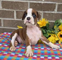 Spike, a female Boxer for sale in Grabill, IN – 2 of 4