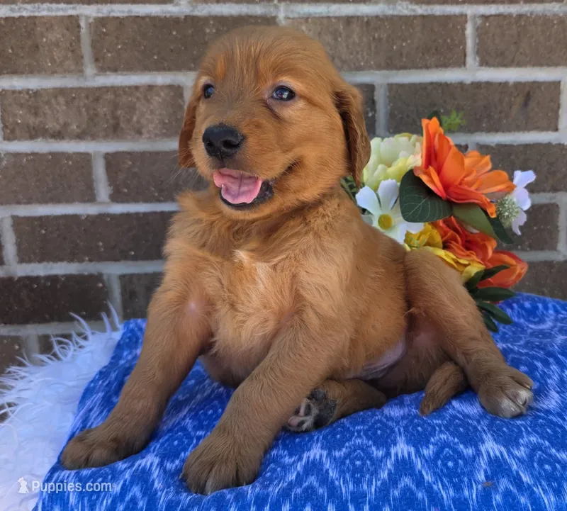 Lyle – Golden Retriever puppy for sale in Grabill, IN