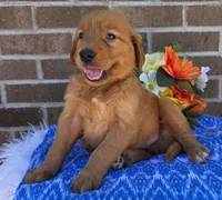 Lyle, a male Golden Retriever for sale in Grabill, IN – 1 of 4