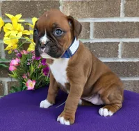 Jenny, a female Boxer for sale in Grabill, IN – 2 of 6