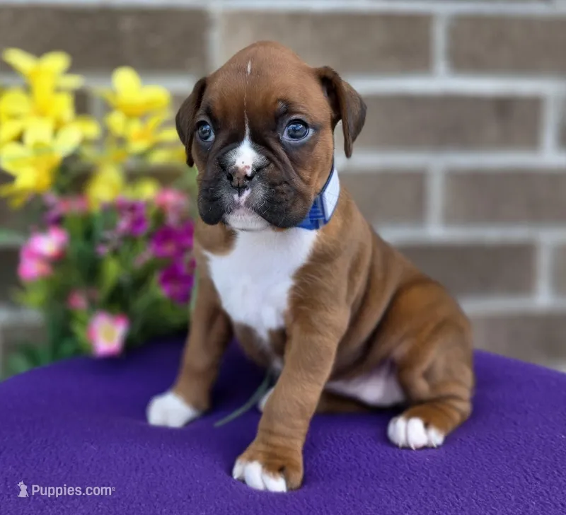 Jenny – Boxer puppy for sale in Grabill, IN