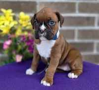 Jenny, a female Boxer for sale in Grabill, IN – 1 of 6