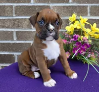 Jenny, a female Boxer for sale in Grabill, IN – 4 of 6