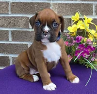 Jenny, a female Boxer for sale in Grabill, IN – 3 of 6
