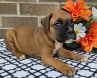 Blacktippy, a female Boxer for sale in Grabill, IN – 4 of 4