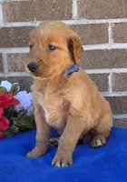 Rocky, a male Golden Retriever for sale in Grabill, IN – 2 of 4