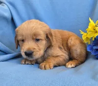 Myron, a male Golden Retriever for sale in Grabill, IN – 4 of 4