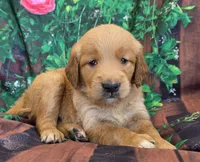 Krista, a female Golden Retriever for sale in Grabill, IN – 2 of 4