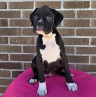 Sally, a female Boxer for sale in Grabill, IN – 9 of 9