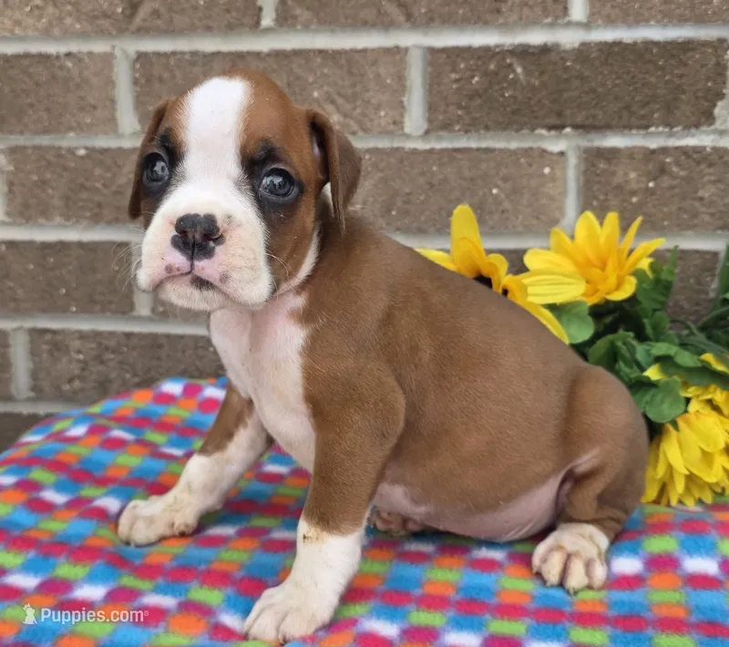 Spike – Boxer puppy for sale in Grabill, IN