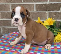 Spike, a female Boxer for sale in Grabill, IN – 1 of 4