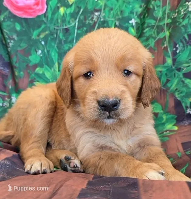 Krista – Golden Retriever puppy for sale in Grabill, IN
