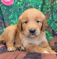 Krista, a female Golden Retriever for sale in Grabill, IN – 1 of 4
