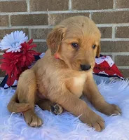David, a male Golden Retriever for sale in Grabill, IN – 2 of 4