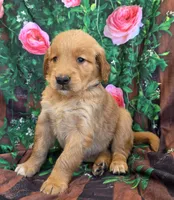 Krista, a female Golden Retriever for sale in Grabill, IN – 4 of 4