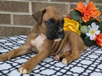 Blacktippy, a female Boxer for sale in Grabill, IN – 2 of 4