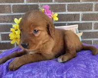 Bingo, a female Golden Retriever for sale in Grabill, IN – 4 of 4