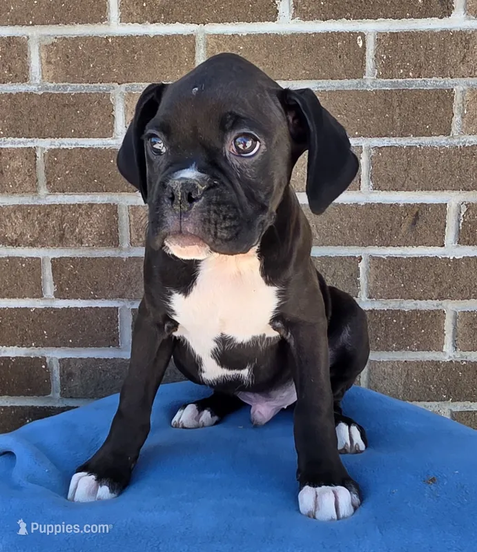 Tony – Boxer puppy for sale in Grabill, IN