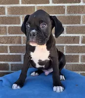 Tony, a male Boxer for sale in Grabill, IN – 1 of 9
