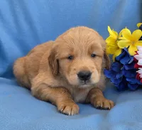 Myron, a male Golden Retriever for sale in Grabill, IN – 2 of 4