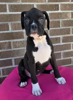 Sally, a female Boxer for sale in Grabill, IN – 8 of 9