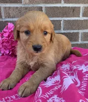 Julie, a female Golden Retriever for sale in Grabill, IN – 4 of 4