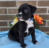 Jim, a male Boxer for sale in Grabill, IN – 2 of 6