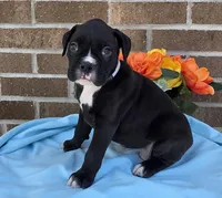 Jim, a male Boxer for sale in Grabill, IN – 3 of 6