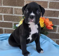 Jim, a male Boxer for sale in Grabill, IN – 1 of 6