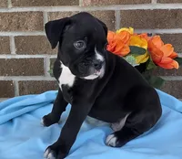 Jim, a male Boxer for sale in Grabill, IN – 4 of 6