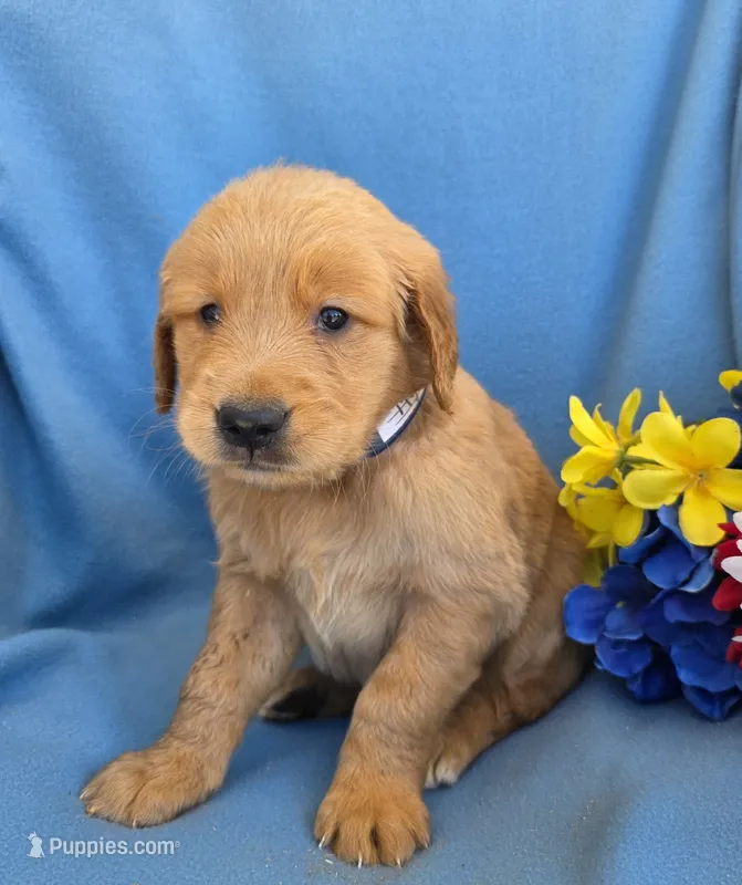 Myron – Golden Retriever puppy for sale in Grabill, IN