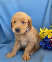 Myron, a male Golden Retriever for sale in Grabill, IN – 1 of 4