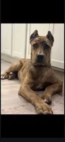 Cain, a male Great Dane and Cane Corso for sale in Alvin, TX – 3 of 5