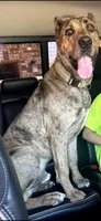 Cain, a male Great Dane and Cane Corso for sale in Alvin, TX – 5 of 5