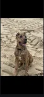 Cain, a male Great Dane and Cane Corso for sale in Alvin, TX – 2 of 5