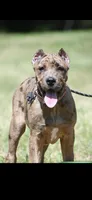 Cain, a male Great Dane and Cane Corso for sale in Alvin, TX – 1 of 5