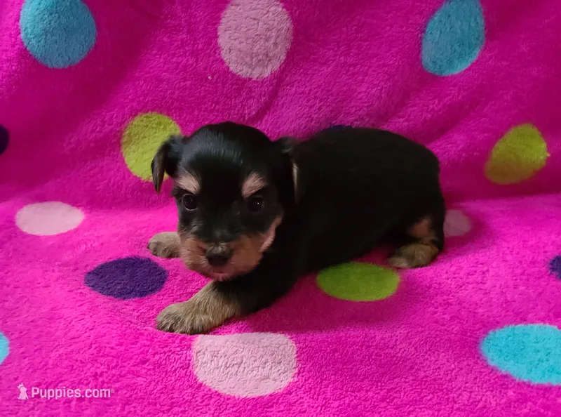 Devin – Yorkshire Terrier puppy for sale in Carnesville, GA
