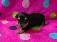 Devin, a male Yorkshire Terrier for sale in Carnesville, GA – 1 of 2