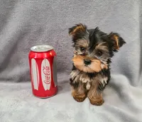 Bagel, a female Yorkshire Terrier for sale in Carnesville, GA – Photo 1 of 3