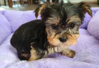 Bagel, a female Yorkshire Terrier for sale in Carnesville, GA – Photo 3 of 3